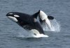 Killerwhales_jumping.jpg